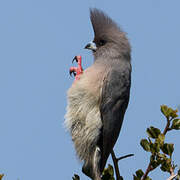 White-backed Mousebird