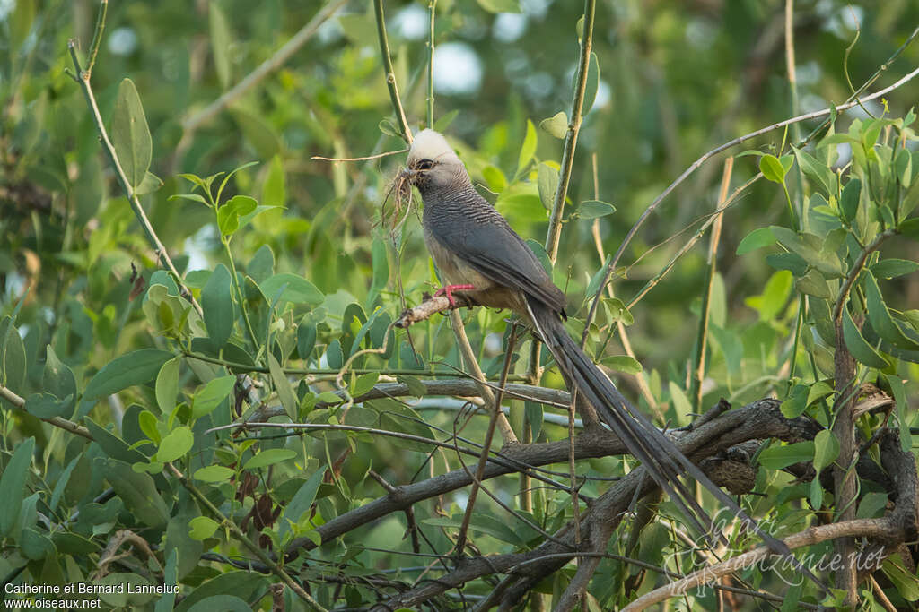 Coliou à tête blancheadulte, identification