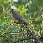 White-headed Mousebird