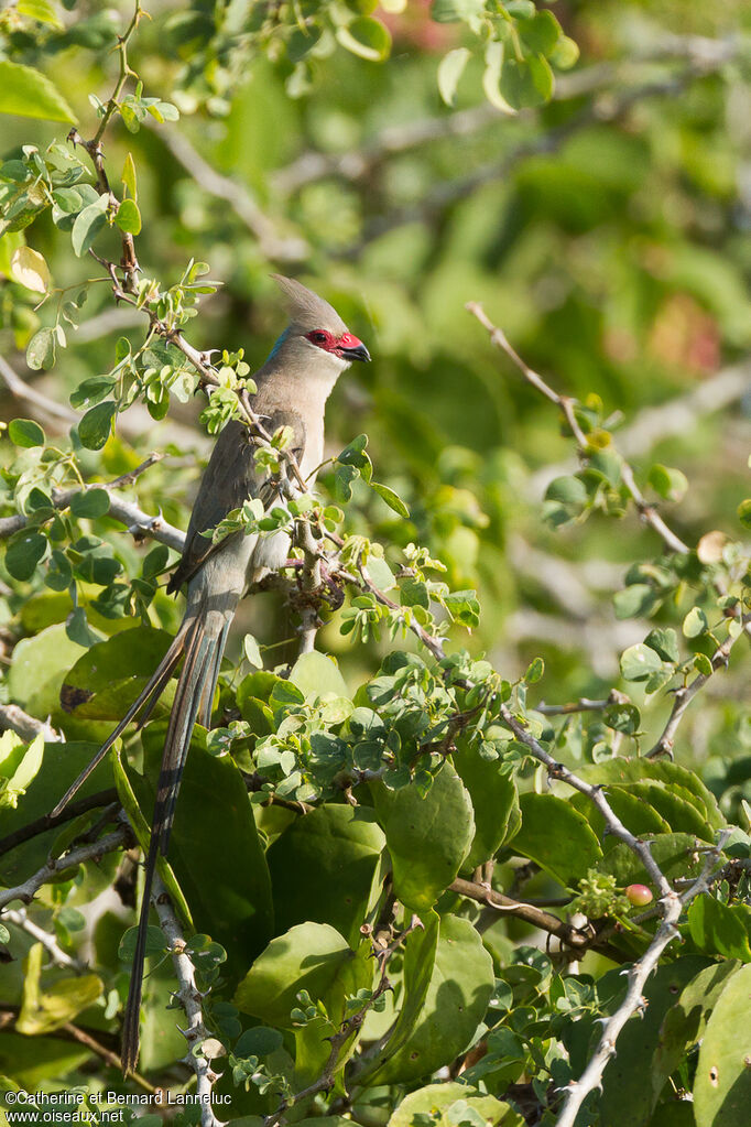 Blue-naped Mousebirdadult