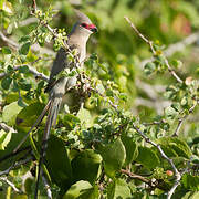 Blue-naped Mousebird