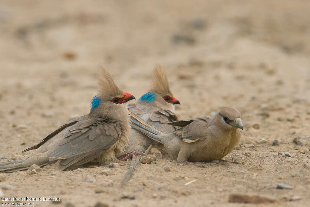 Blue-naped Mousebird, care, Behaviour