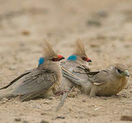 Blue-naped Mousebird