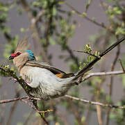 Blue-naped Mousebird