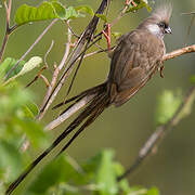 Speckled Mousebird