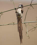 Speckled Mousebird