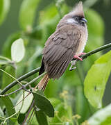 Speckled Mousebird