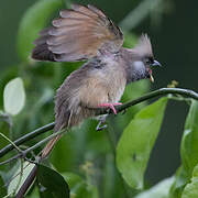 Speckled Mousebird