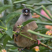 Speckled Mousebird