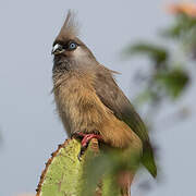 Speckled Mousebird