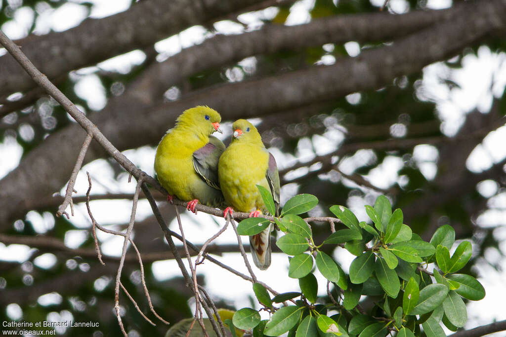 African Green Pigeonadult, Behaviour