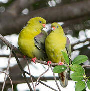 African Green Pigeon