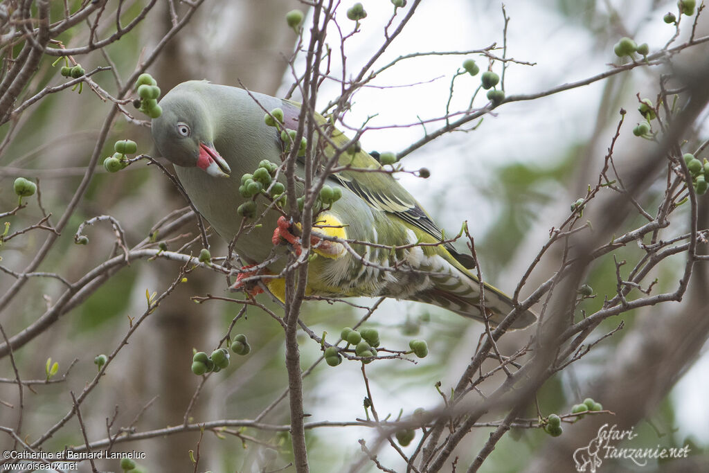 African Green Pigeonadult, feeding habits