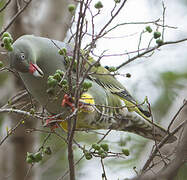 African Green Pigeon