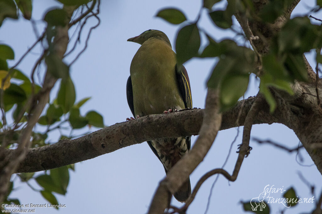 Thick-billed Green Pigeonadult