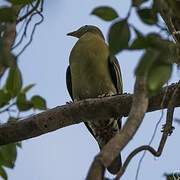 Thick-billed Green Pigeon