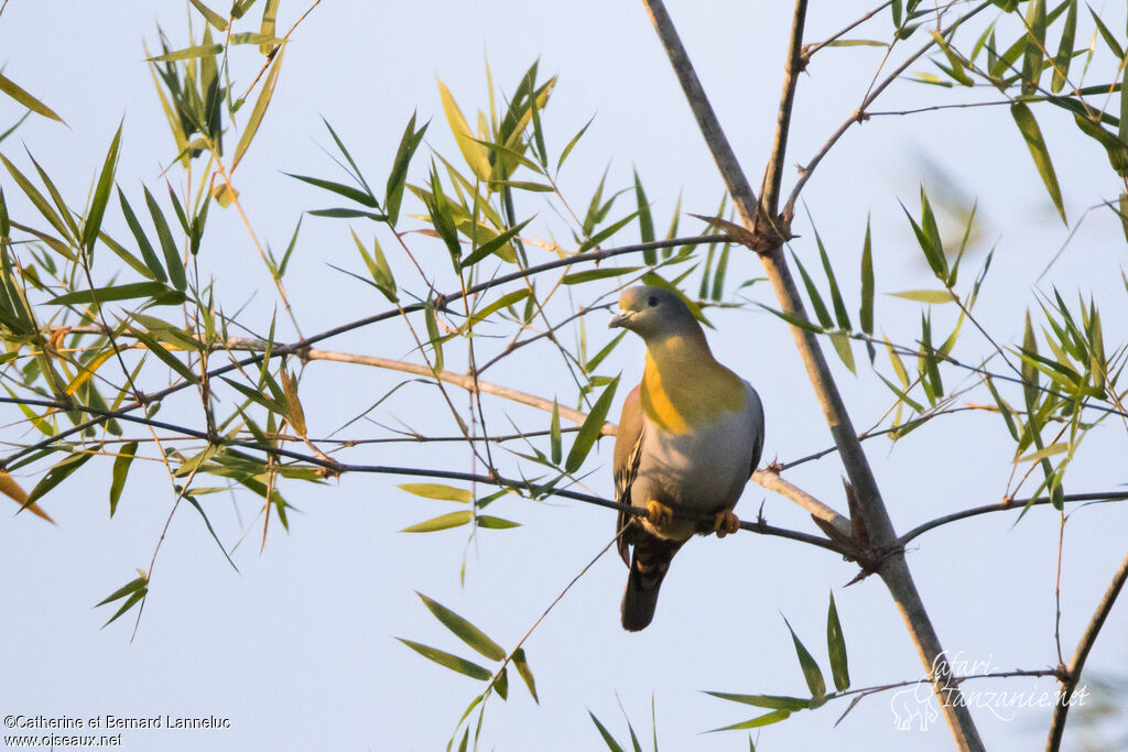 Yellow-footed Green Pigeonadult