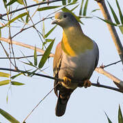 Yellow-footed Green Pigeon