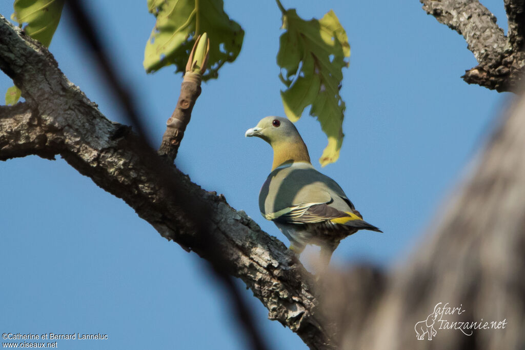 Yellow-footed Green Pigeonadult