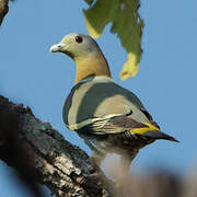 Yellow-footed Green Pigeon