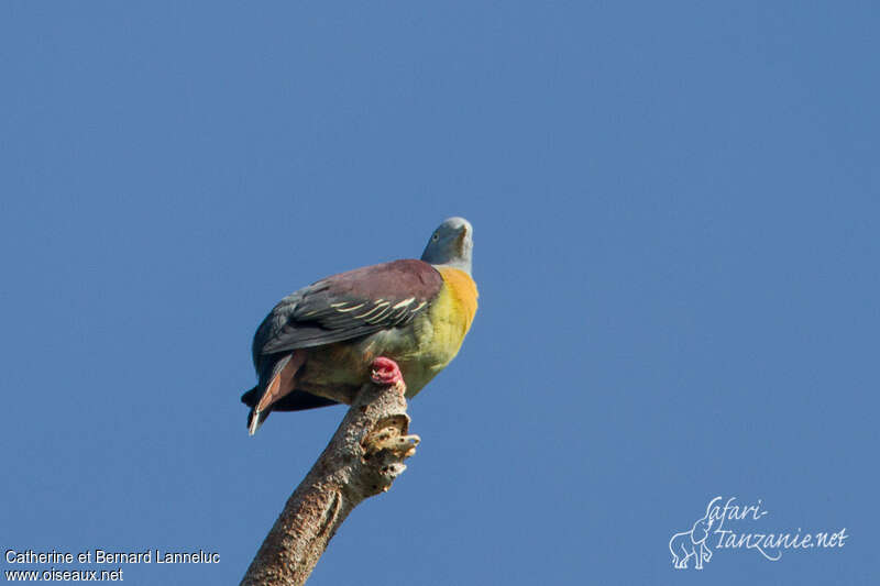 Little Green Pigeon male adult