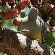 Bruce's Green Pigeon