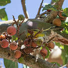 Colombar waalia