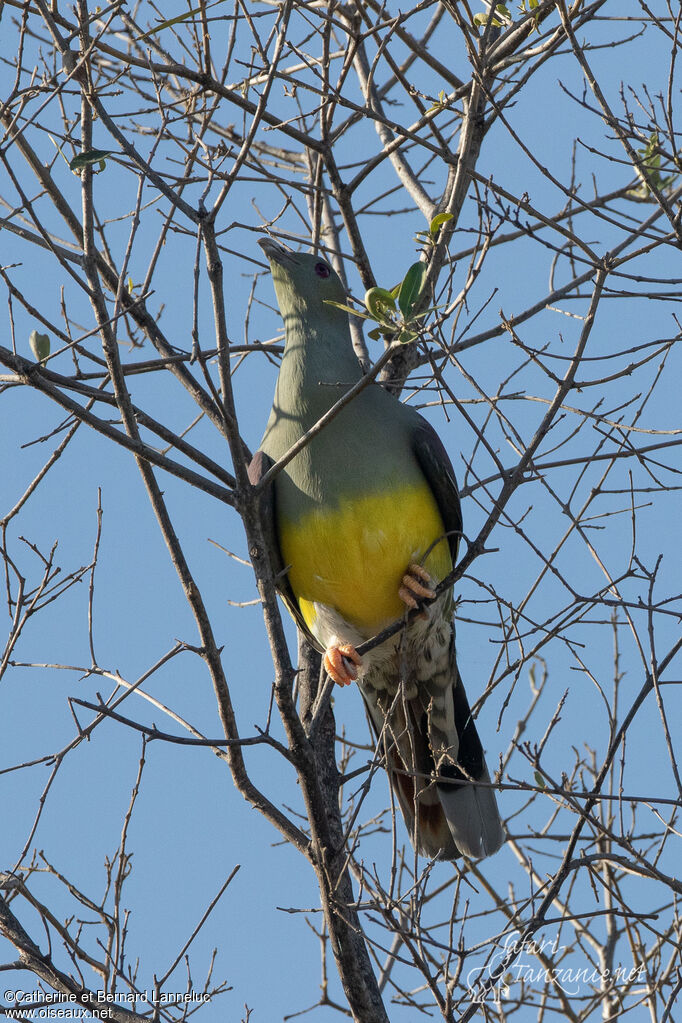 Bruce's Green Pigeonadult