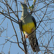 Bruce's Green Pigeon