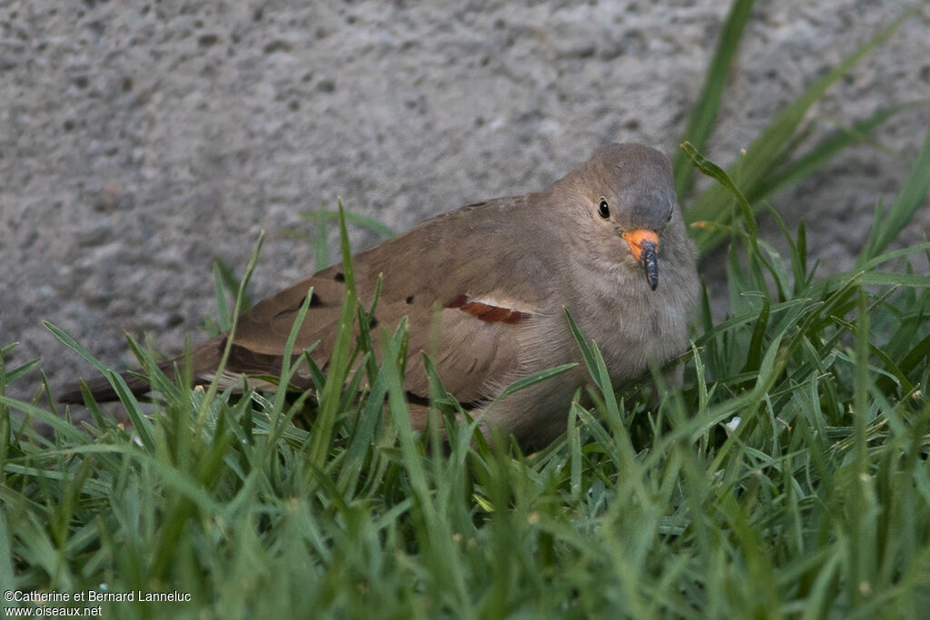 Croaking Ground Doveadult