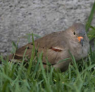 Croaking Ground Dove