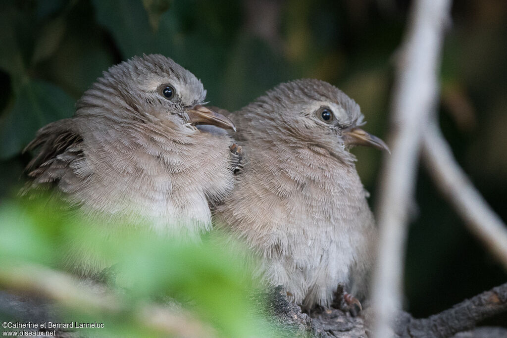 Croaking Ground Dovejuvenile