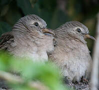 Croaking Ground Dove