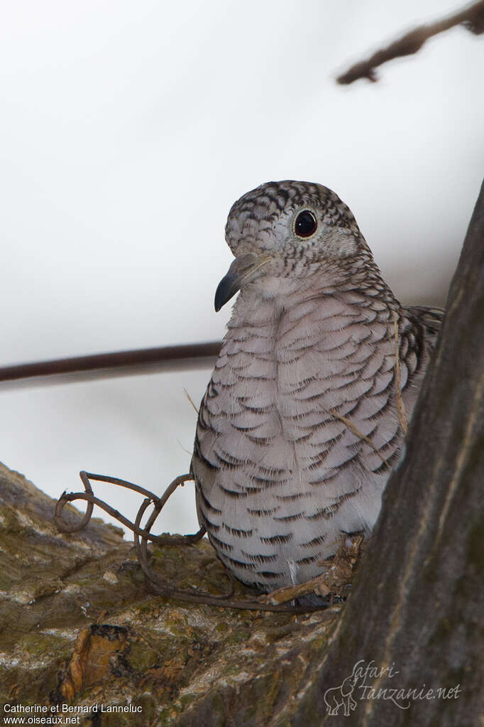 Colombe écaillée, portrait