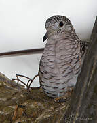 Scaled Dove