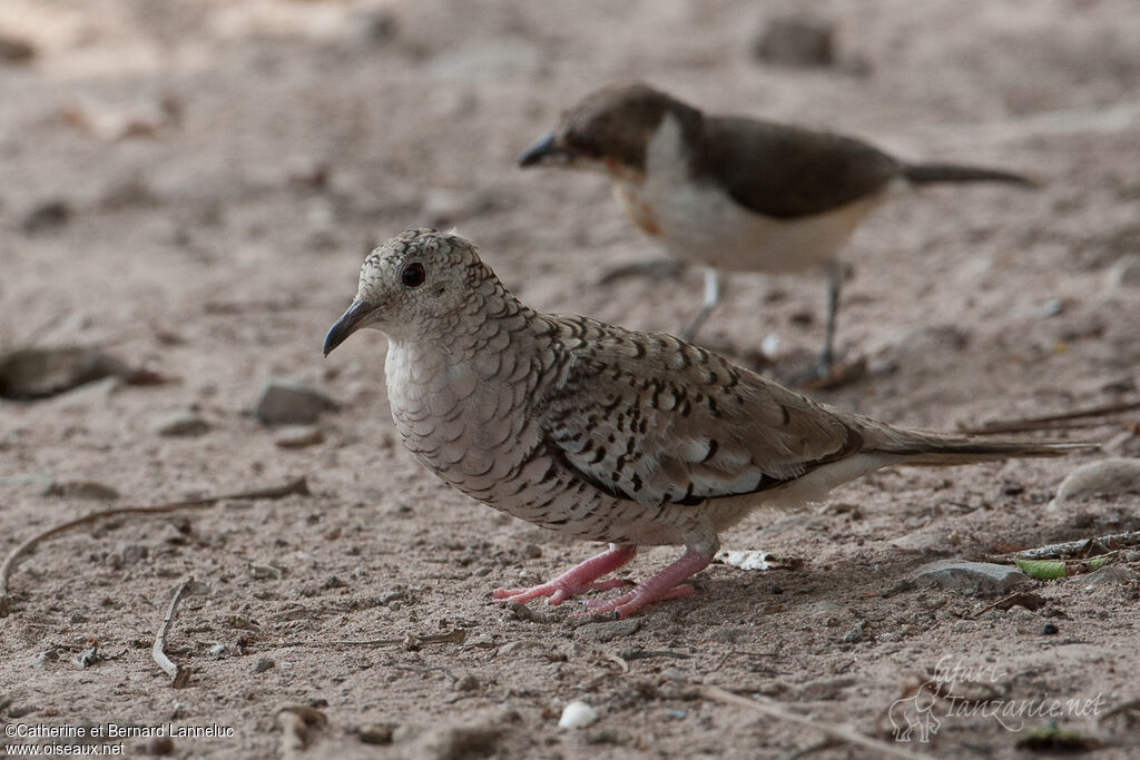 Colombe écailléeadulte, identification