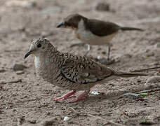 Scaled Dove