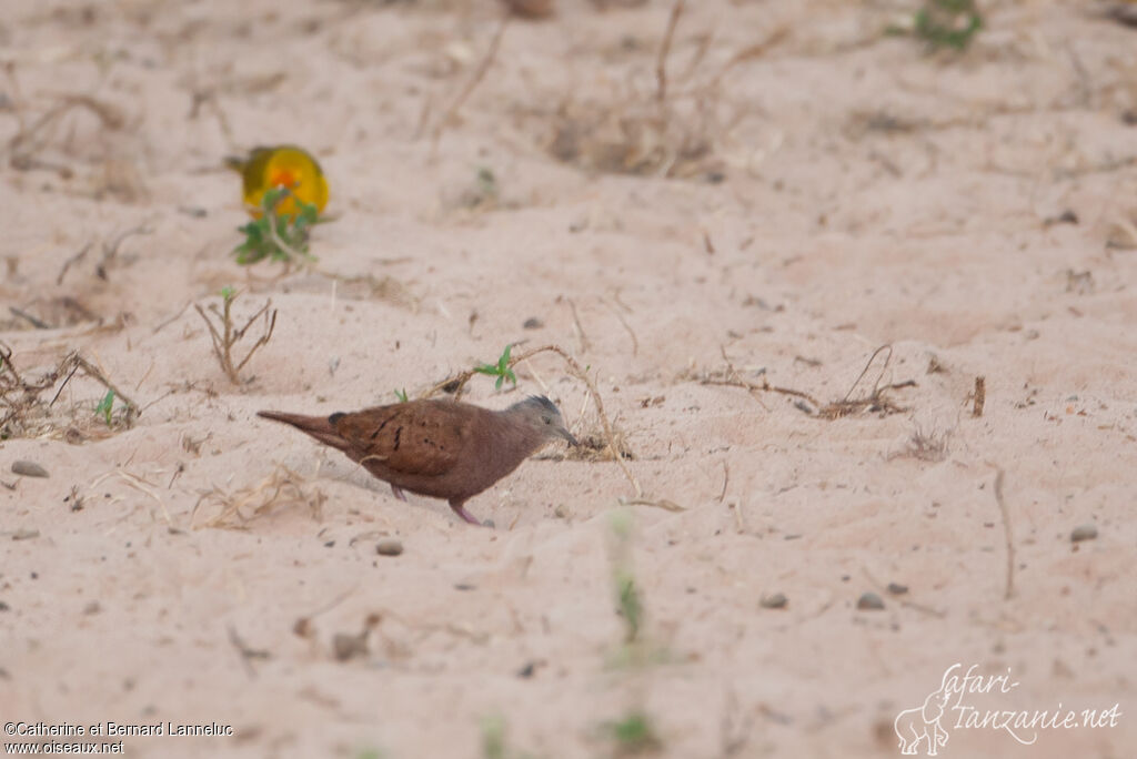 Ruddy Ground Dove male adult