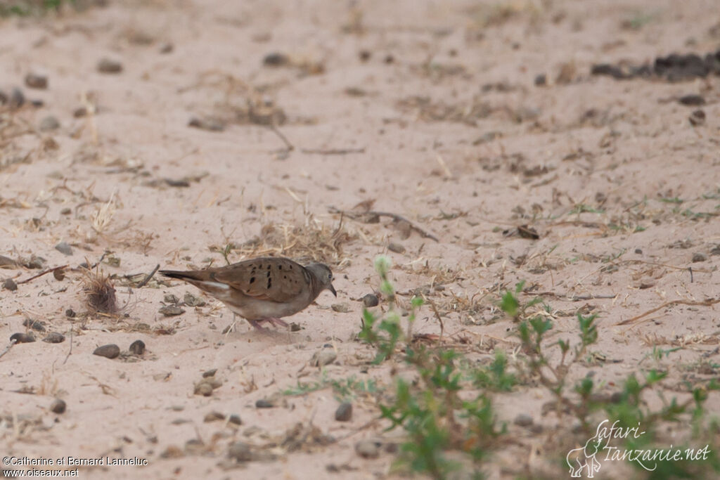 Ruddy Ground Dove female adult