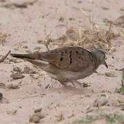 Ruddy Ground Dove