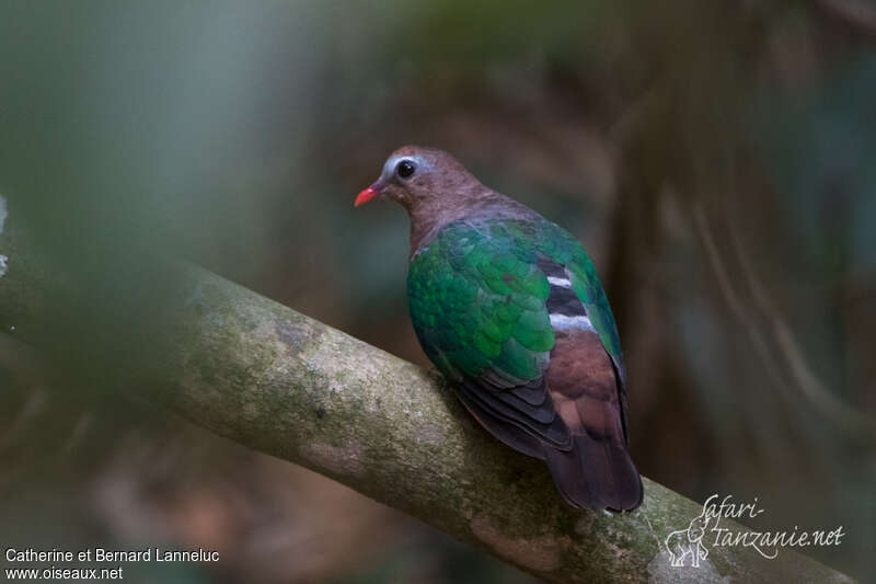 Common Emerald Dove female adult, aspect