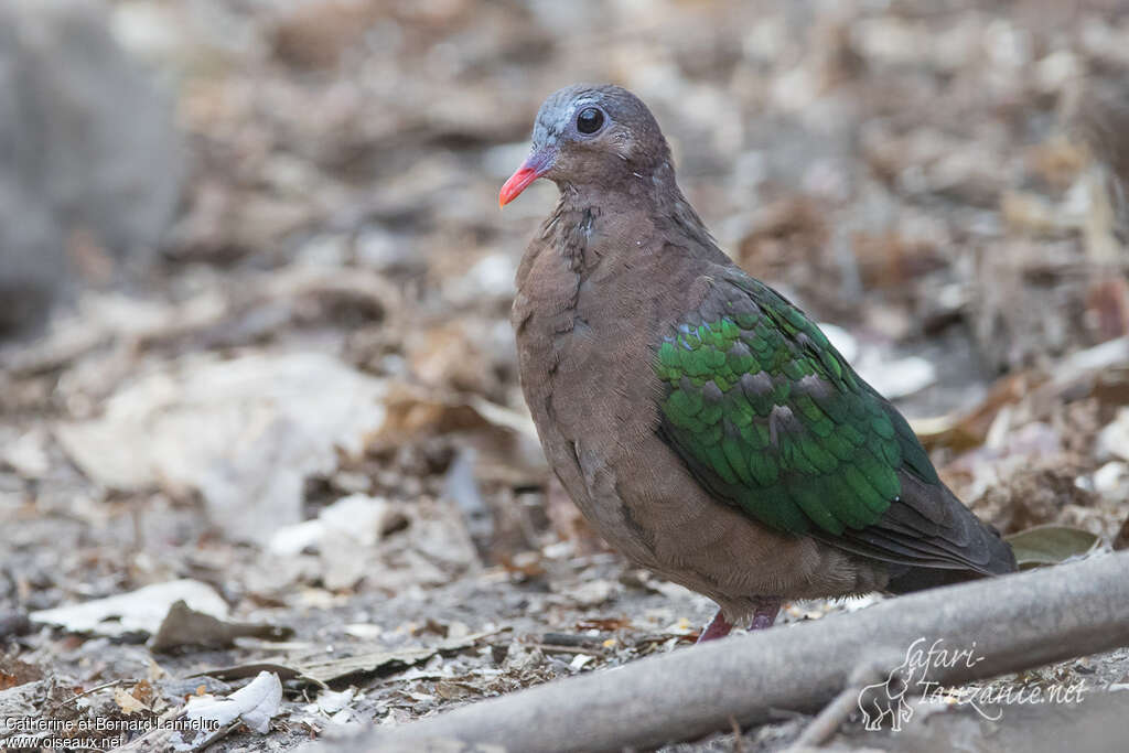 Common Emerald Dove male immature, identification