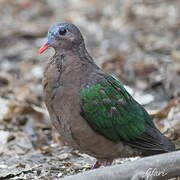 Common Emerald Dove