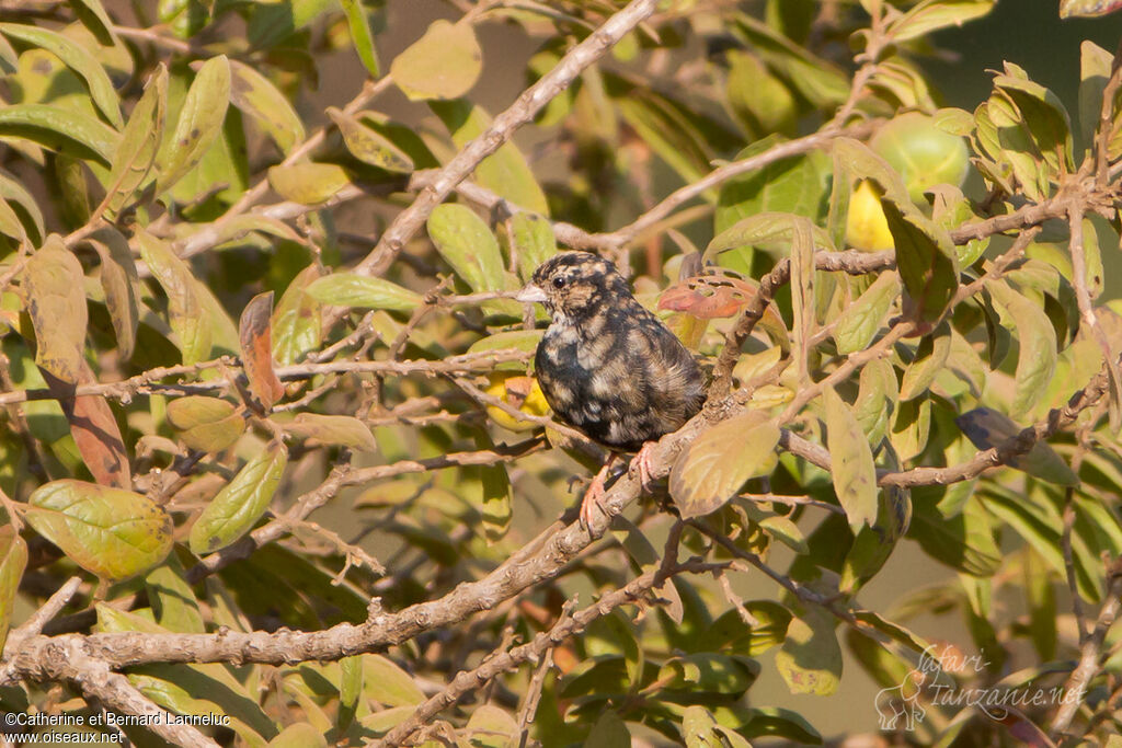 Village Indigobird male adult transition