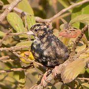 Village Indigobird