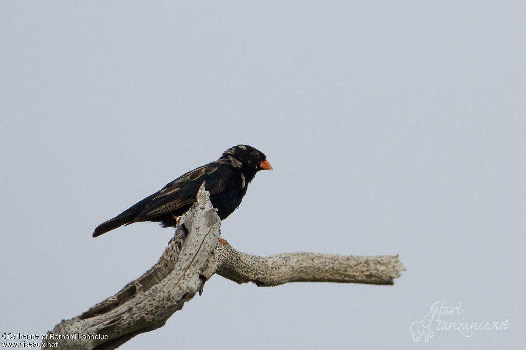 Village Indigobird male adult transition, identification