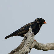 Village Indigobird