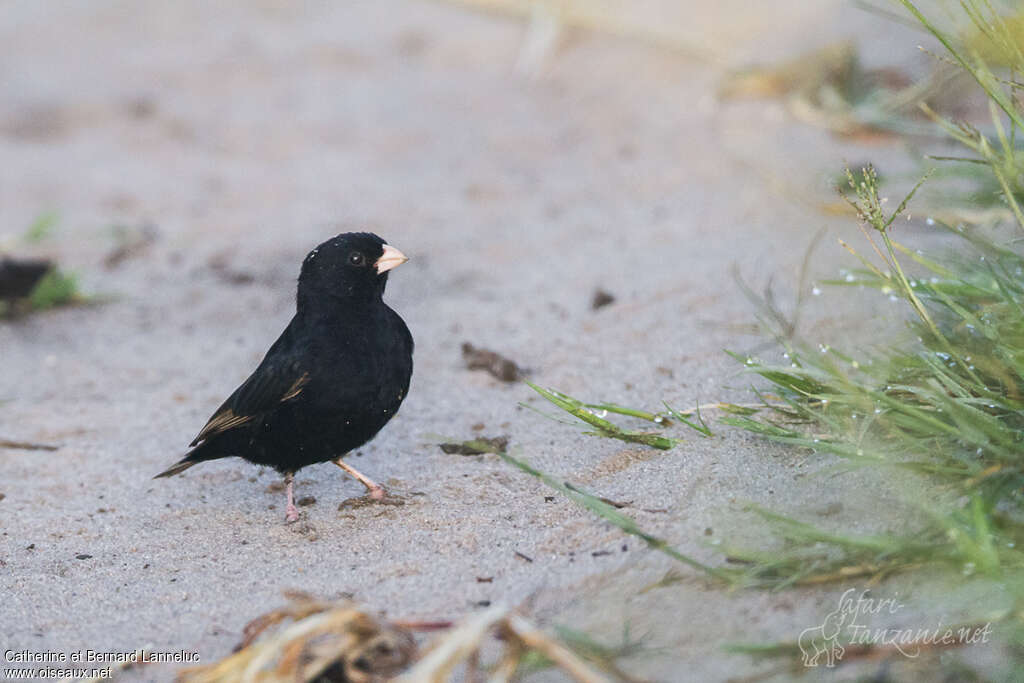 Purple Indigobird male adult, identification