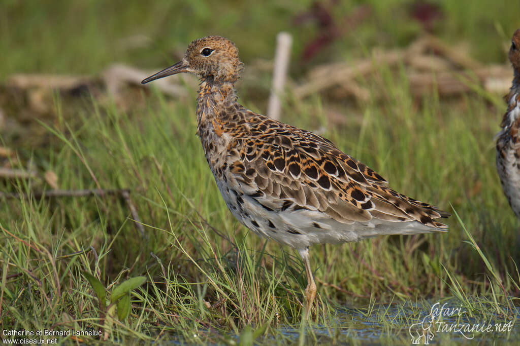 Ruff male adult transition, identification