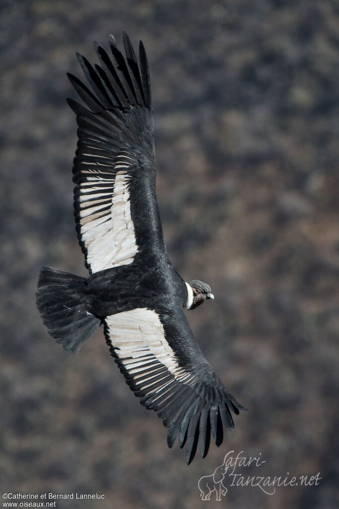 Andean Condoradult, Flight